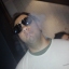 theodosis