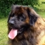 Stelios