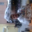 david